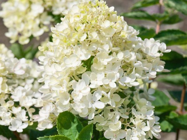 Hortenzia panicle Bombshell Hortenzia panicle Bombshell