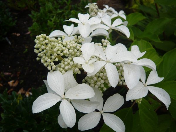 Hydrangea paniculata veľká fotka hviezdy Hydrangea paniculata veľká fotka hviezdy