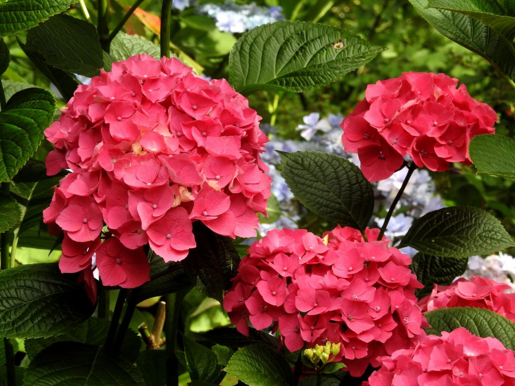 Hydrangea paniculata červené krídla