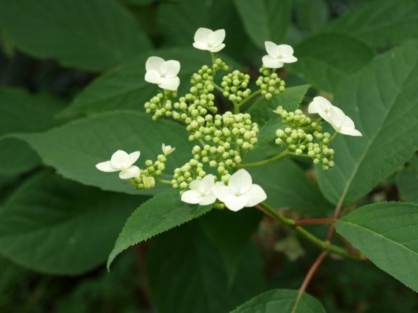 Hydrangea bretschneider Hydrangea bretschneider
