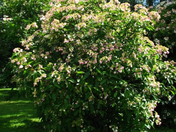Hydrangea bretschneider okrasné stromy a kríky Hydrangea bretschneider okrasné stromy a kríky