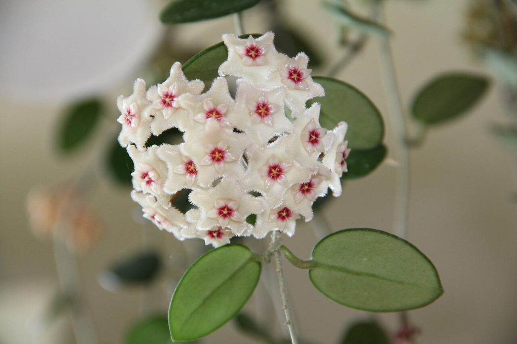 Fotka Hoya Matilda Fotka Hoya Matilda