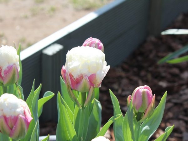 Fotka tulipánovej zmrzliny Fotka tulipánovej zmrzliny