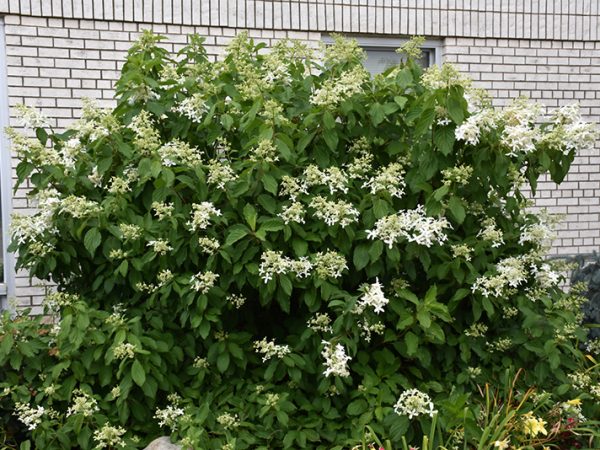 Hydrangea paniculata veľká hviezda Hydrangea paniculata veľká hviezda