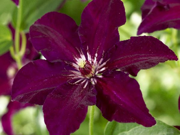 Orezávacia skupina Clematis stasik Orezávacia skupina Clematis stasik