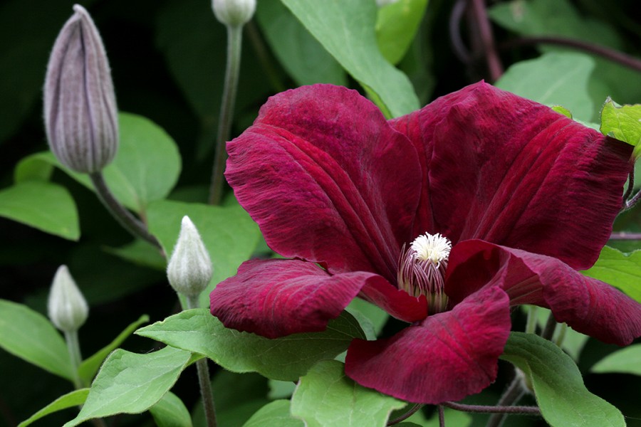 Clematis červený kardinál Clematis červený kardinál