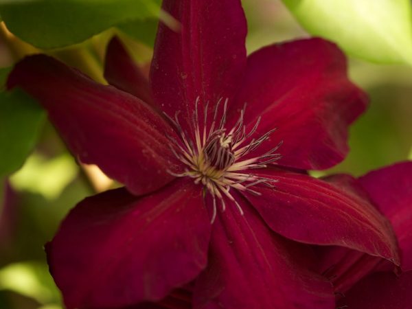 Prerezávanie Westerplatte clematis Prerezávanie Westerplatte clematis
