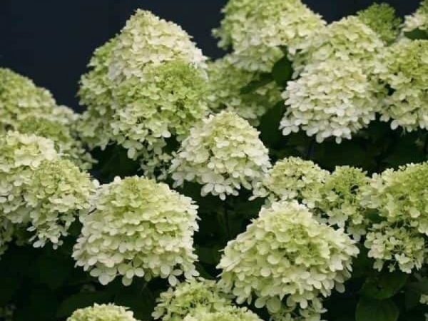 Malá limetka hortenzia paniculata Malá limetka hortenzia paniculata