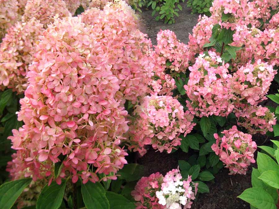 Hydrangea Magic Candle description Hydrangea Magic Candle description