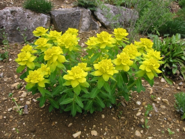 Euphorbia jednoročné zovretie a vyrastanie zo semien Euphorbia jednoročné zovretie a vyrastanie zo semien