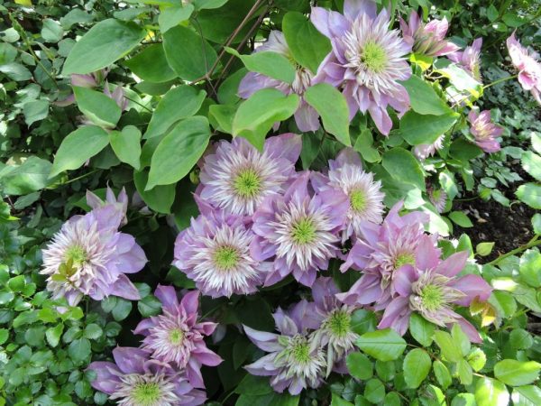 Clematis hybridná tajga Clematis hybridná tajga