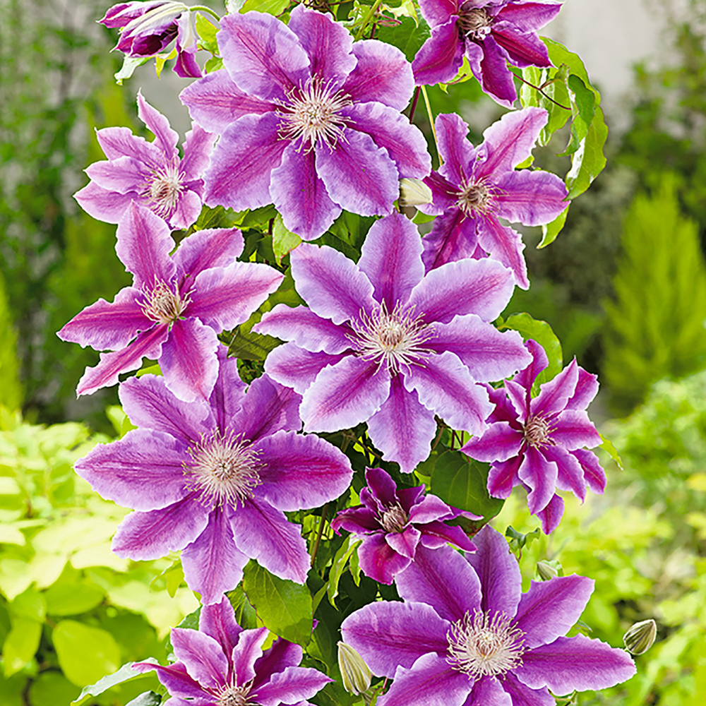 Doktor Clematis ruppel pristáva Doktor Clematis ruppel pristáva