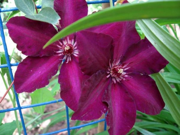 Clematis stasik foto a popis Clematis stasik foto a popis