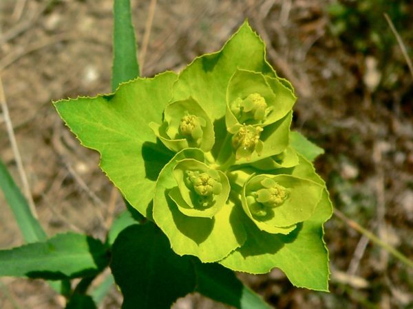 Euphorbia prospieva a škodí zdraviu Euphorbia prospieva a škodí zdraviu