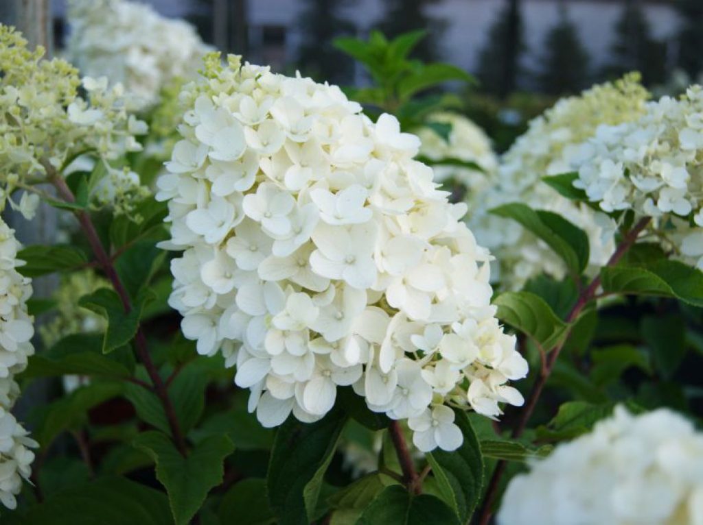 Hortenzia strieborná dolárová paniculata Hortenzia strieborná dolárová paniculata