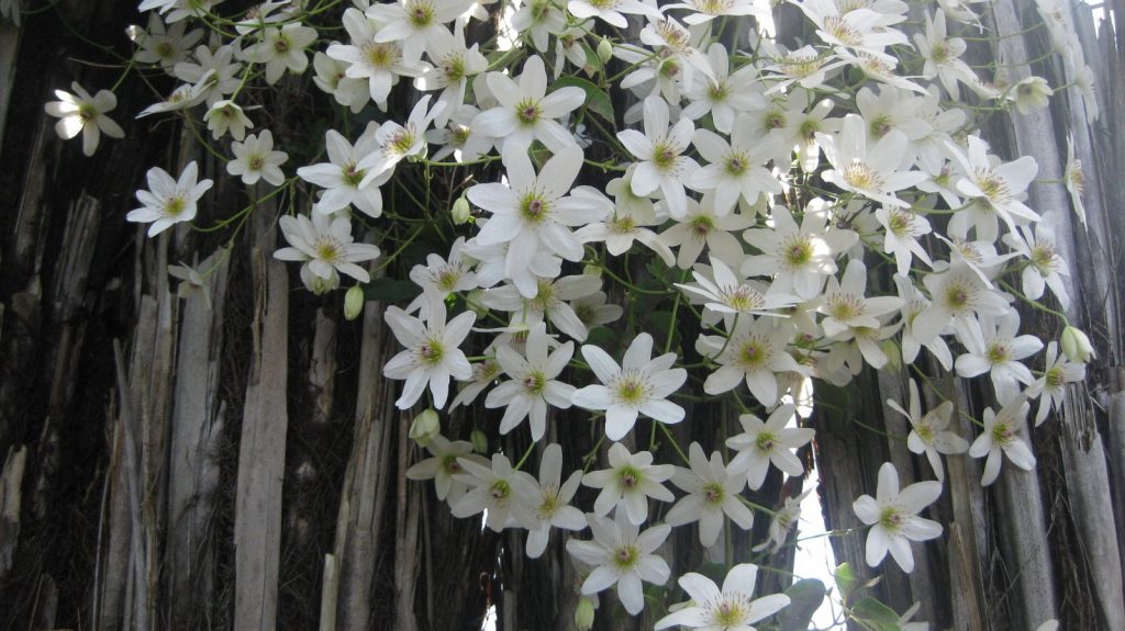 Veľkokvetá krásna nevesta Clematis Veľkokvetá krásna nevesta Clematis