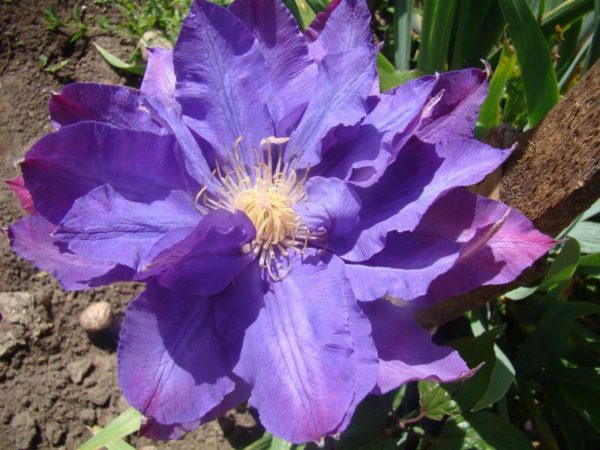 Clematis vivian pennell Clematis vivian pennell