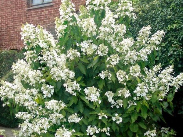 Hydrangea paniculata hortenzia paniculata levana Hydrangea paniculata hortenzia paniculata levana