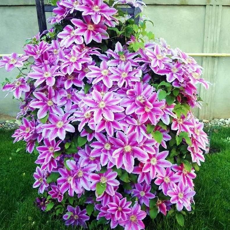 Popis dr. Ruppel clematis Popis dr. Ruppel clematis