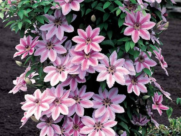 Clematis nelly moser Clematis nelly moser