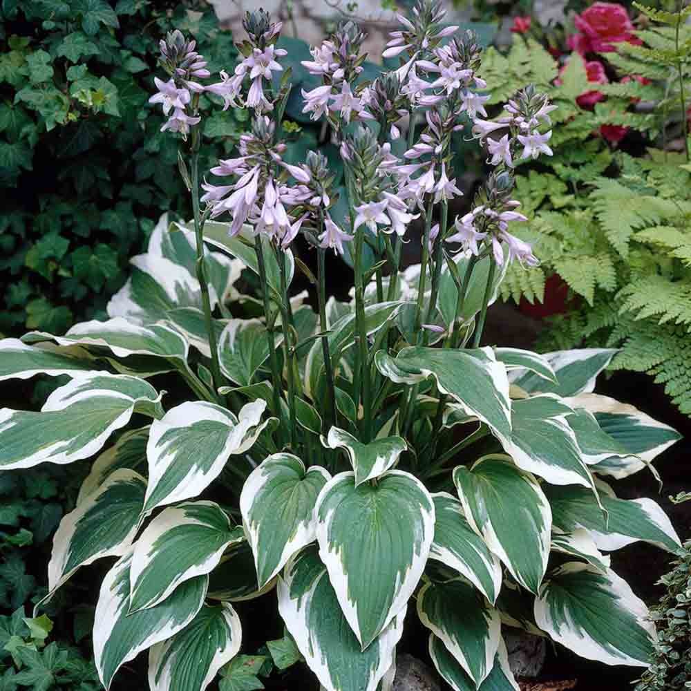 Ako sa rastlina hosta rozmnožuje Ako sa rastlina hosta rozmnožuje