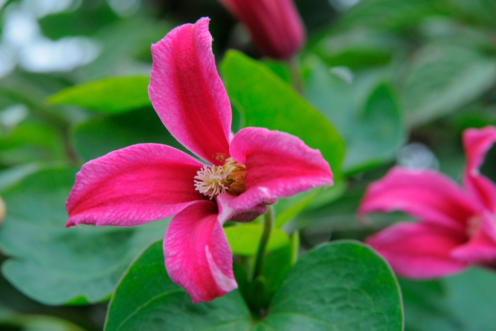 Clematis diana