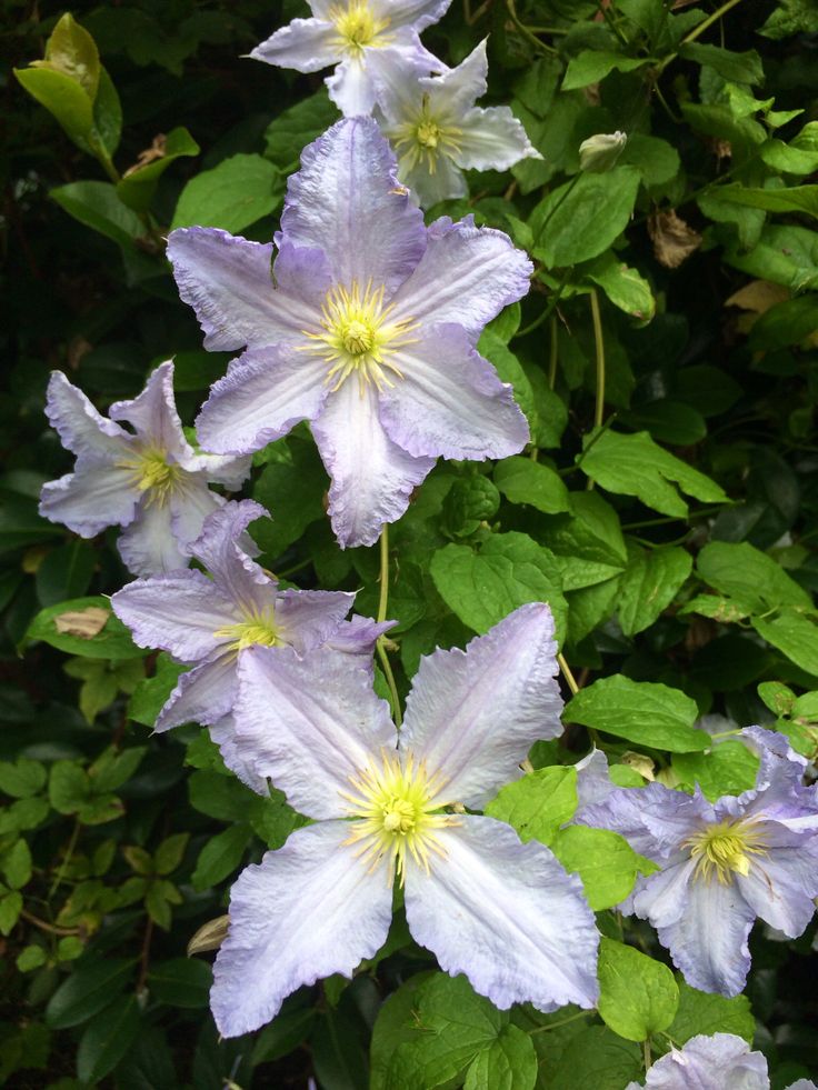 Clematis blacketney aniol fotografia Clematis blacketney aniol fotografia