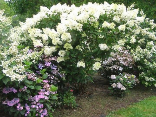 Fotografia hortenzie paniculata levana Fotografia Hydrangea paniculata levana