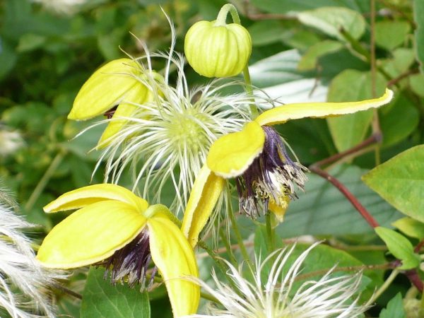Cukrová vata Clematis Tangut Cukrová vata Clematis Tangut