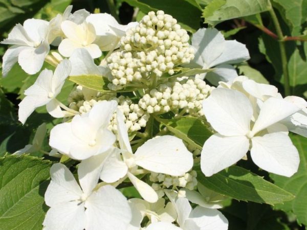 Hydrangea paniculata Levana popis Hydrangea paniculata Levana popis