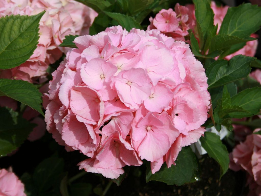 Hydrangea paniculata erly senseishen description