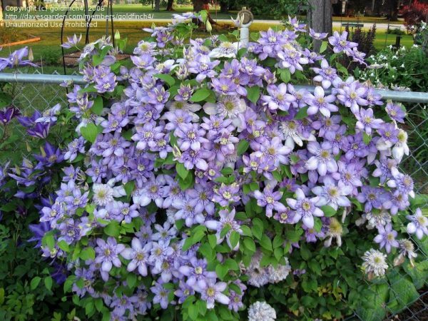 Výsadba a starostlivosť o modré svetlo Clematis Výsadba a starostlivosť o modré svetlo Clematis
