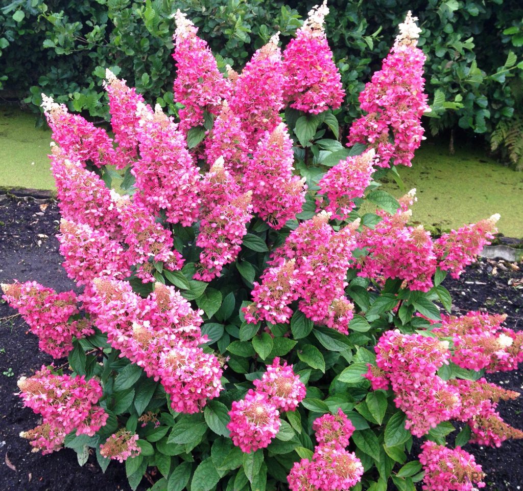 Hydrangea paniculata pinky vinca foto a popis Hydrangea paniculata pinky vinca foto a popis