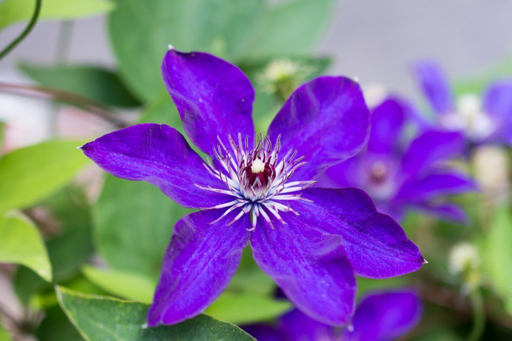 Recenzie na Clematis viola