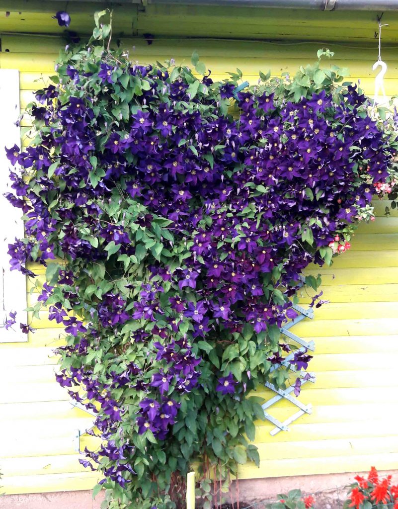 Clematis viola popis