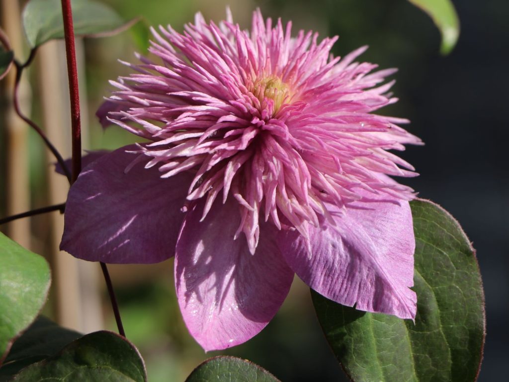 Clematis Kaiser pristáva Clematis Kaiser pristáva