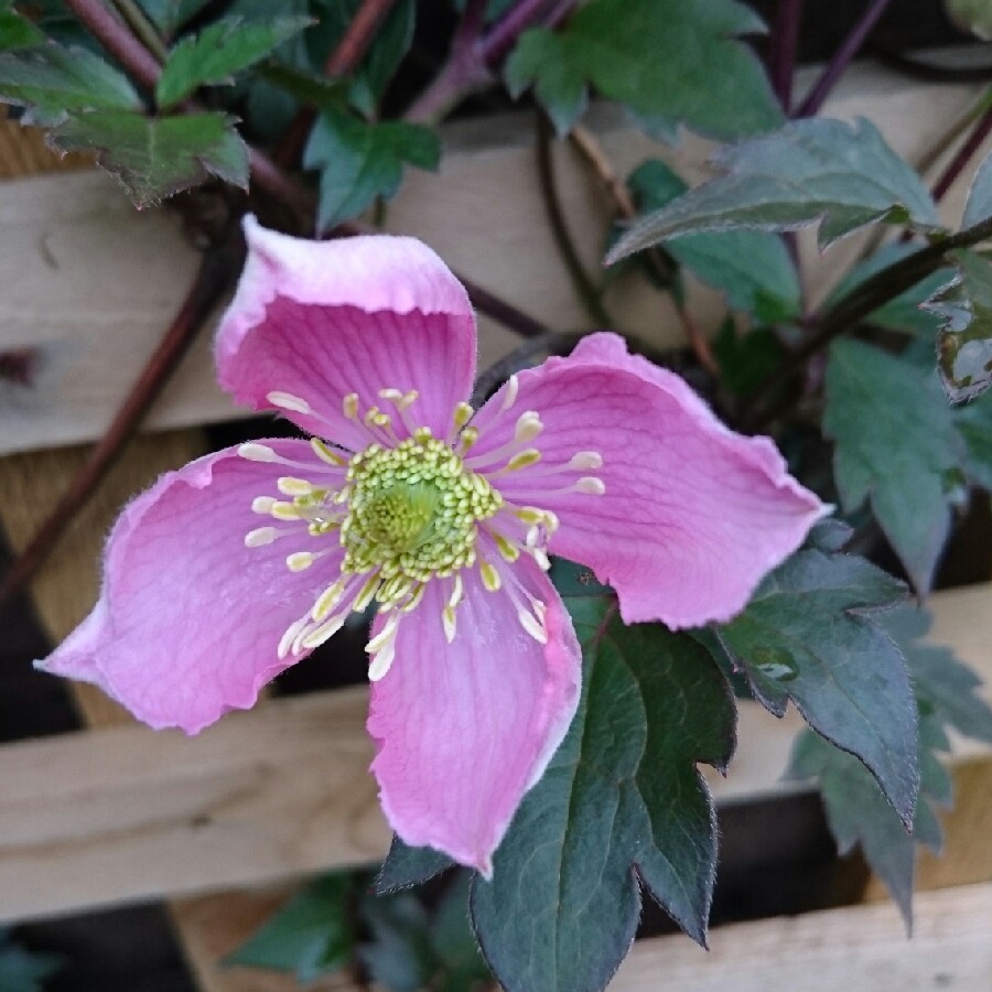 Clematis ružové malokveté video montana rubens Clematis ružové malokveté video montana rubens