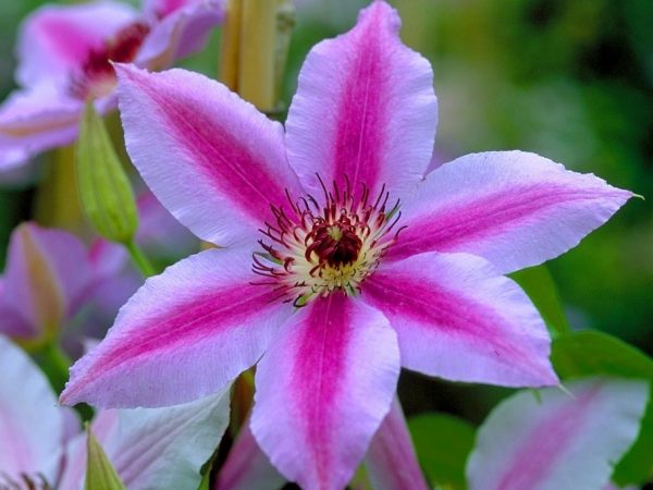 Clematis nelly moser Clematis nelly moser