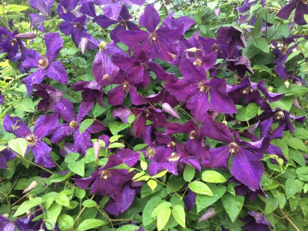 Popis poľského liehu Clematis Popis poľského liehu Clematis