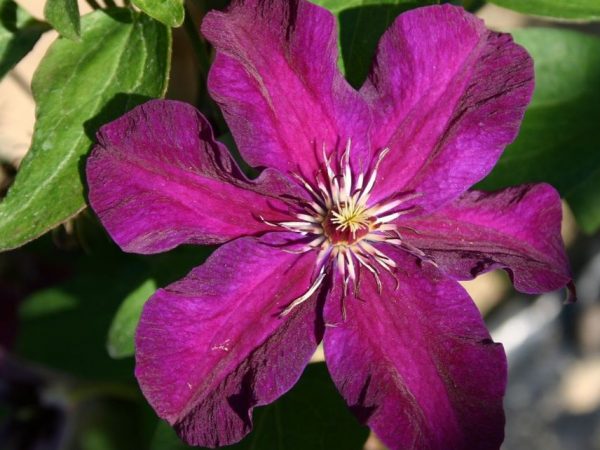 Opis Clematis stasik Opis Clematis stasik