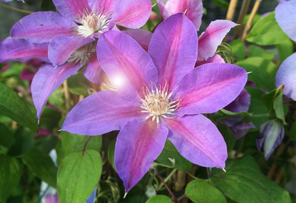 Ošetrovateľka Clematis pani Thompsonová Ošetrovateľka Clematis pani Thompsonová