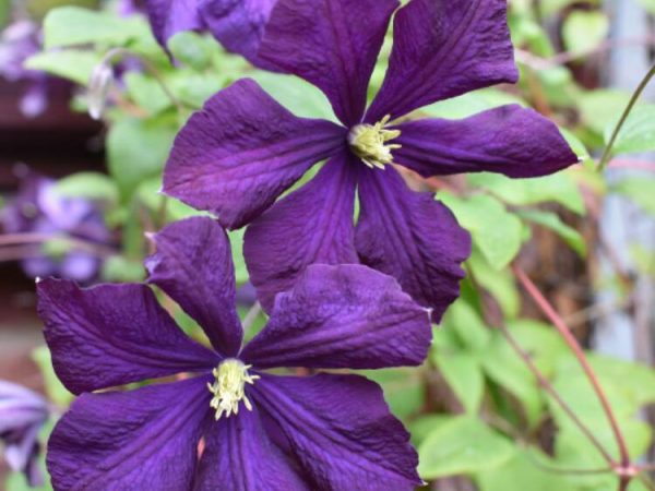 Clematis etoile fialová fotografia Clematis etoile fialová fotografia