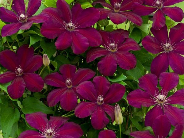 Clematis westerplatte Clematis westerplatte