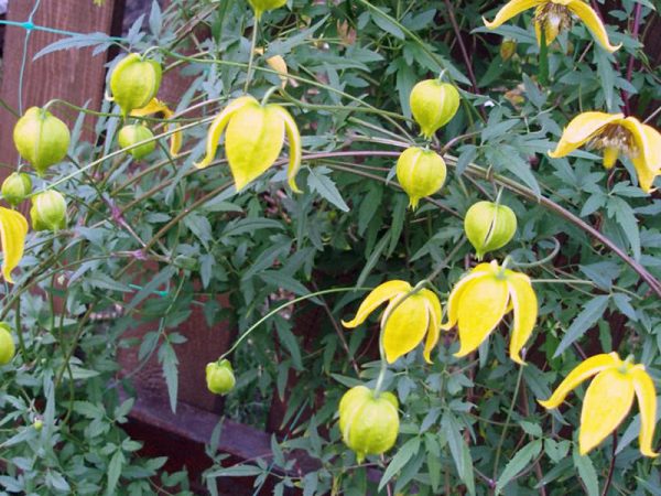 Opis Clematis Tangut Opis Clematis Tangut