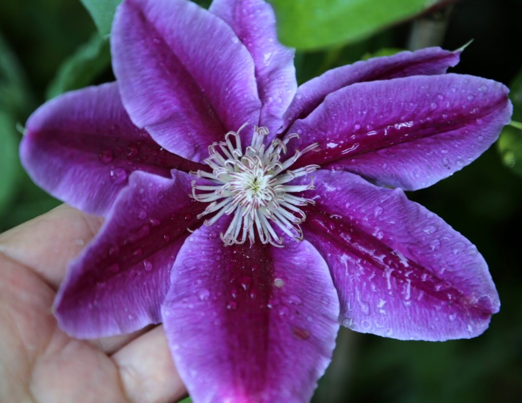 Hybridný lekár Clematis Ruppel Hybridný lekár Clematis Ruppel