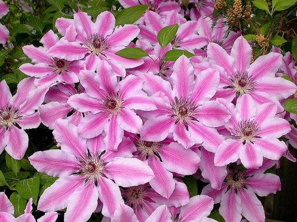 Clematis nelly moser sadia a odchádzajú Clematis nelly moser sadia a odchádzajú