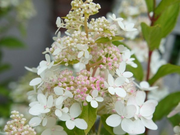 Konfety hortenzie paniculata Konfety hortenzie paniculata