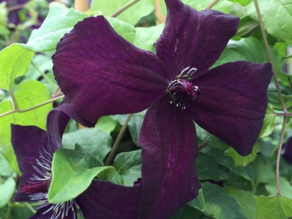 Veľkokvetý poľský lieh Clematis Veľkokvetý poľský lieh Clematis