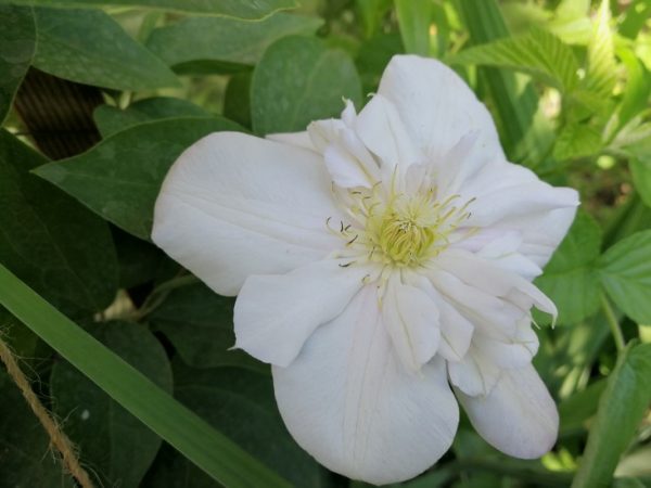 Clematis nevinná blasch fotka a popis Clematis nevinná blasch fotka a popis
