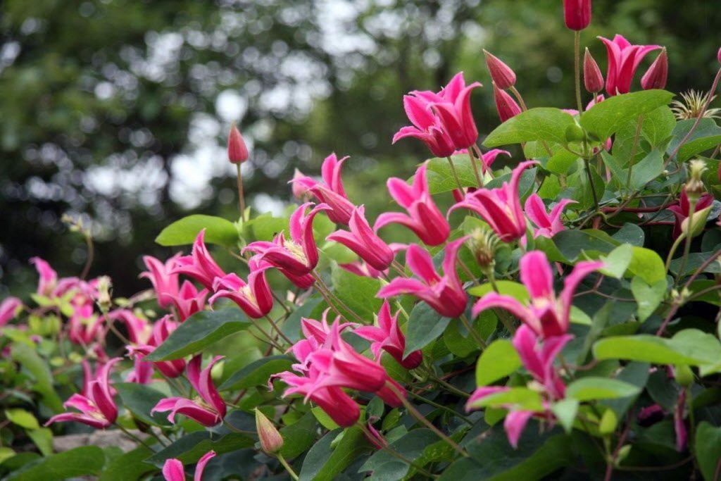 Recenzie na Clematis princess diana